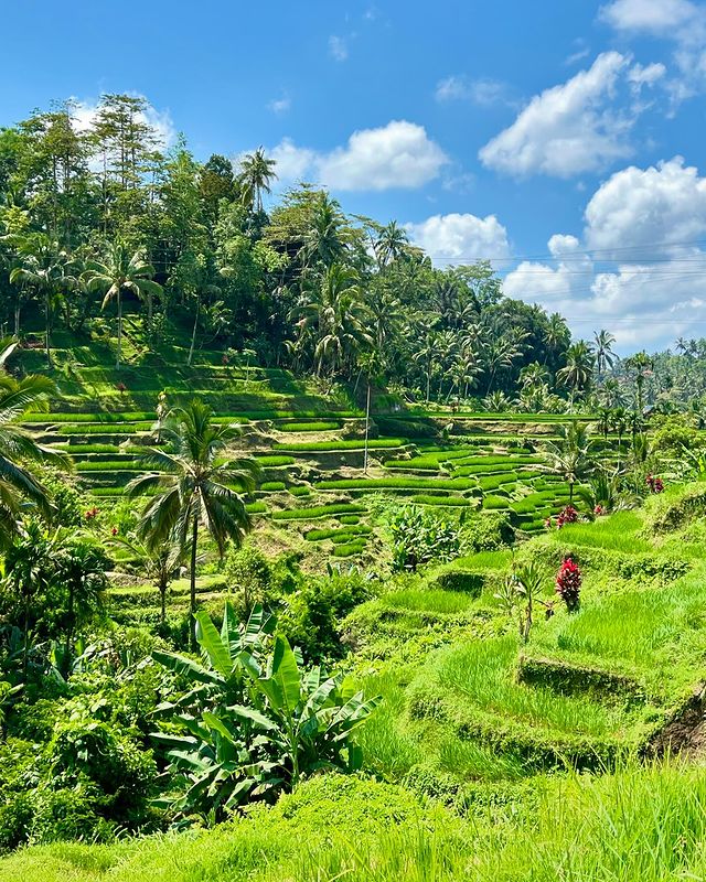 bali06